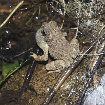 Ingerophrynus parvus (Boulenger 1887) resmi