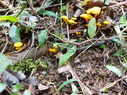 Image of Tricholomopsis aurea (Beeli) Desjardin & B. A. Perry 2017