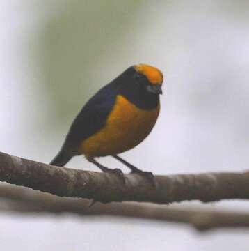 Imagem de Euphonia saturata (Cabanis 1861)