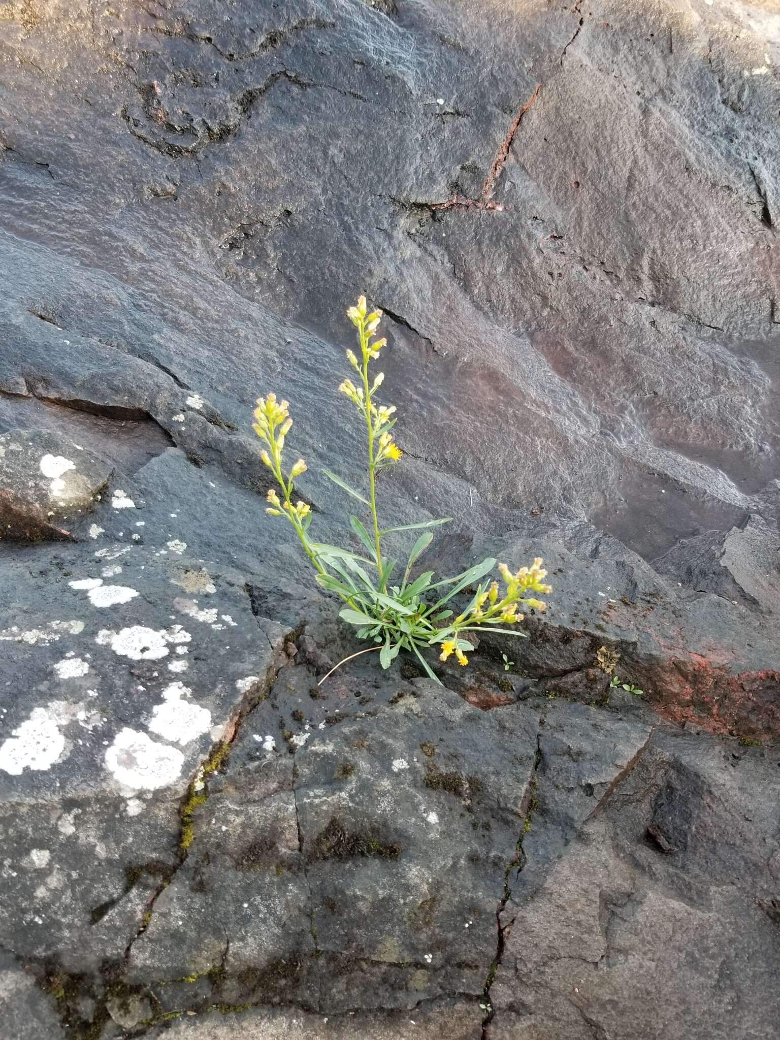 Image of Solidago simplex var. ontarioensis (Ringius) G. S. Ringius