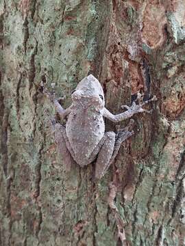 Image de Scinax garbei (Miranda-Ribeiro 1926)