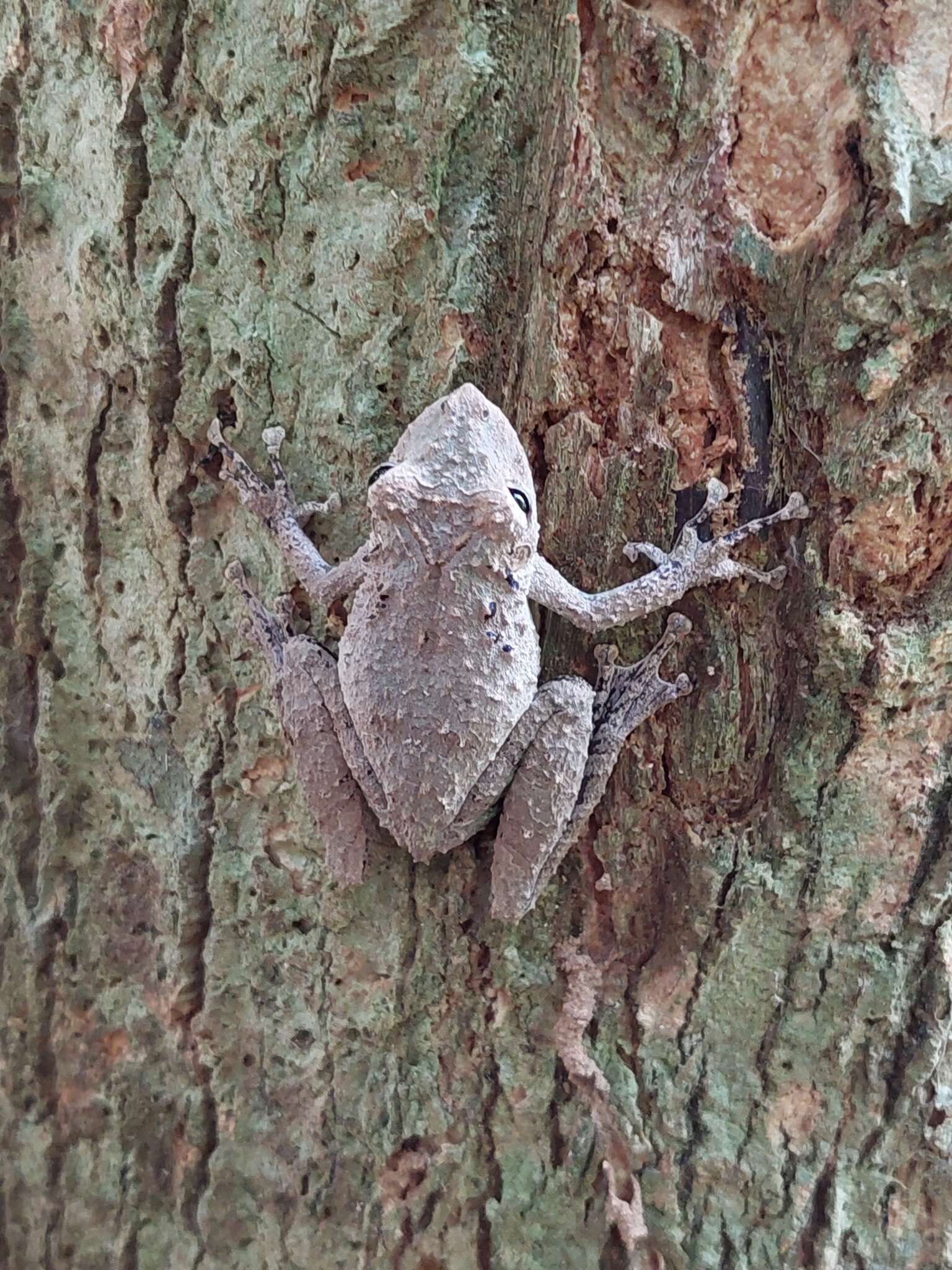 Scinax garbei (Miranda-Ribeiro 1926)的圖片