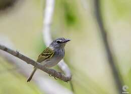 Image of Slate-headed Tody-Flycatcher