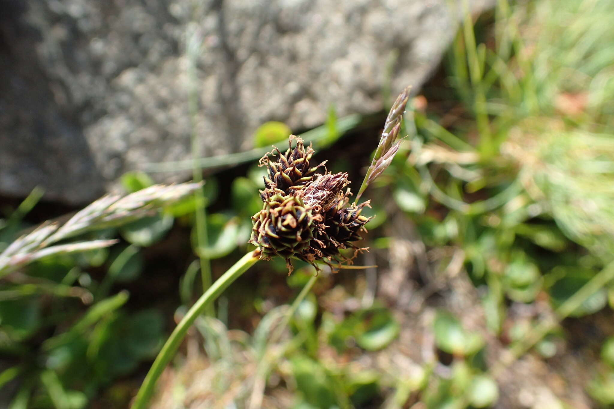 Imagem de Carex parviflora Host