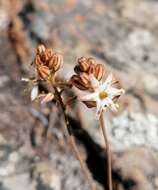 Image of Drimia virens (Schltr.) J. C. Manning & Goldblatt