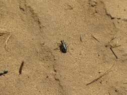 Image of Cicindela (Cicindela) scutellaris lecontei Haldeman 1853