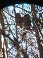 Image of Rufous-legged Owl