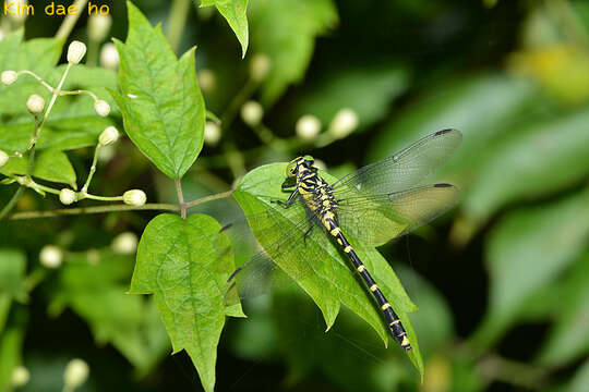 Imagem de Burmagomphus collaris (Needham 1929)