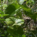 Image of Macaranga thompsonii Merr.