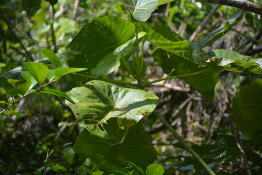 Image of Macaranga thompsonii Merr.