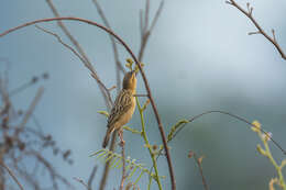 Imagem de Ploceus hypoxanthus chryseus Hume 1878