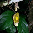 Image of Aristolochia rethyae Kashung, Barman & Gajurel