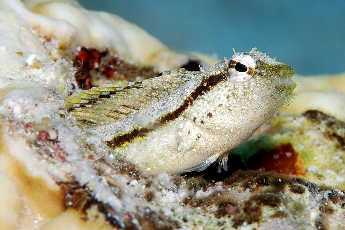 Image of Smooth blenny