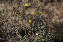 Image of Osteospermum spinosum L.