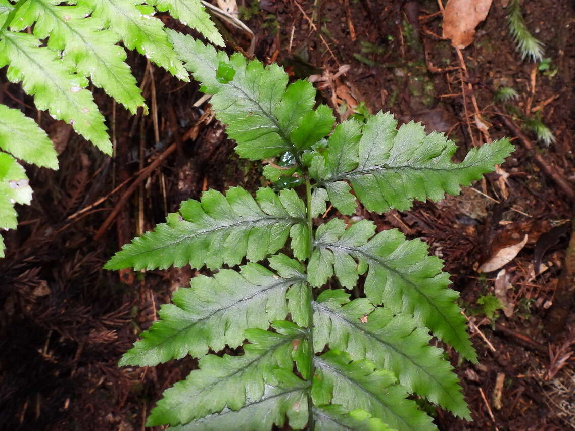 Plancia ëd Athyrium arisanense (Hayata) Tag.