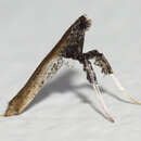 Image of Caloptilia ovatiella Opler 1969