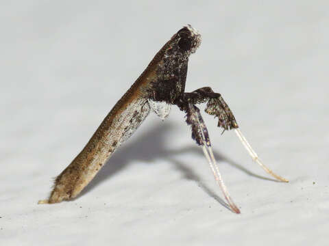 Image of Caloptilia ovatiella Opler 1969