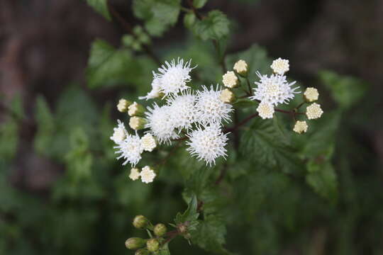 Ageratina glechonophylla (Less.) R. King & H. Rob. resmi