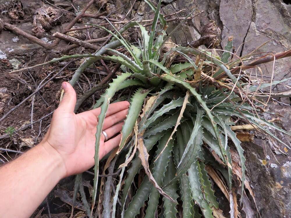 Image of Hechtia jaliscana L. B. Sm.