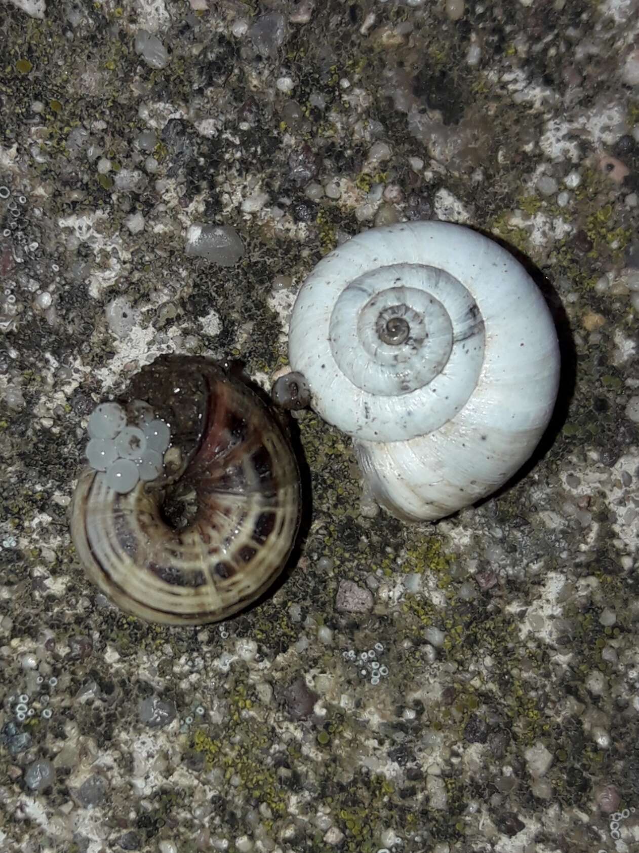 Image of dune snail