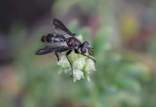 Plancia ëd Cylindromyia signatipennis (Wulp 1892)