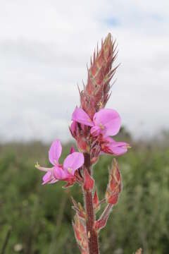 Imagem de Desmodium subsessile Schltdl.