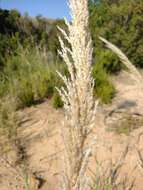 Image of Arundo plinii Turra