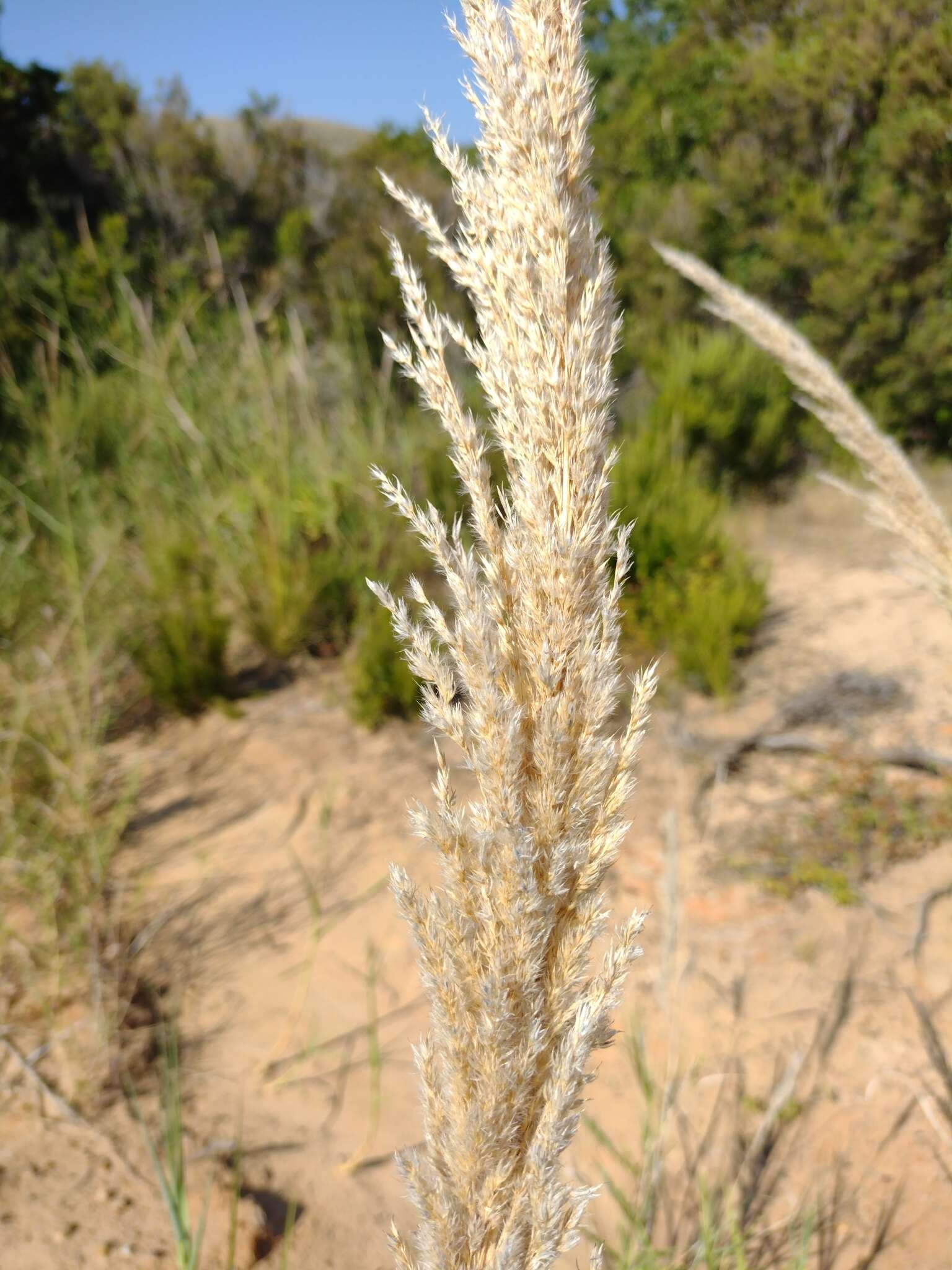 صورة Arundo plinii Turra