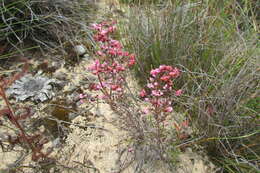 Image of Erica guthriei Bolus