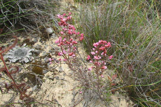 Image of Erica guthriei Bolus