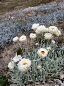 Plancia ëd Leucochrysum alpinum (F. Müll.) R. J. Dennis & N. G. Walsh