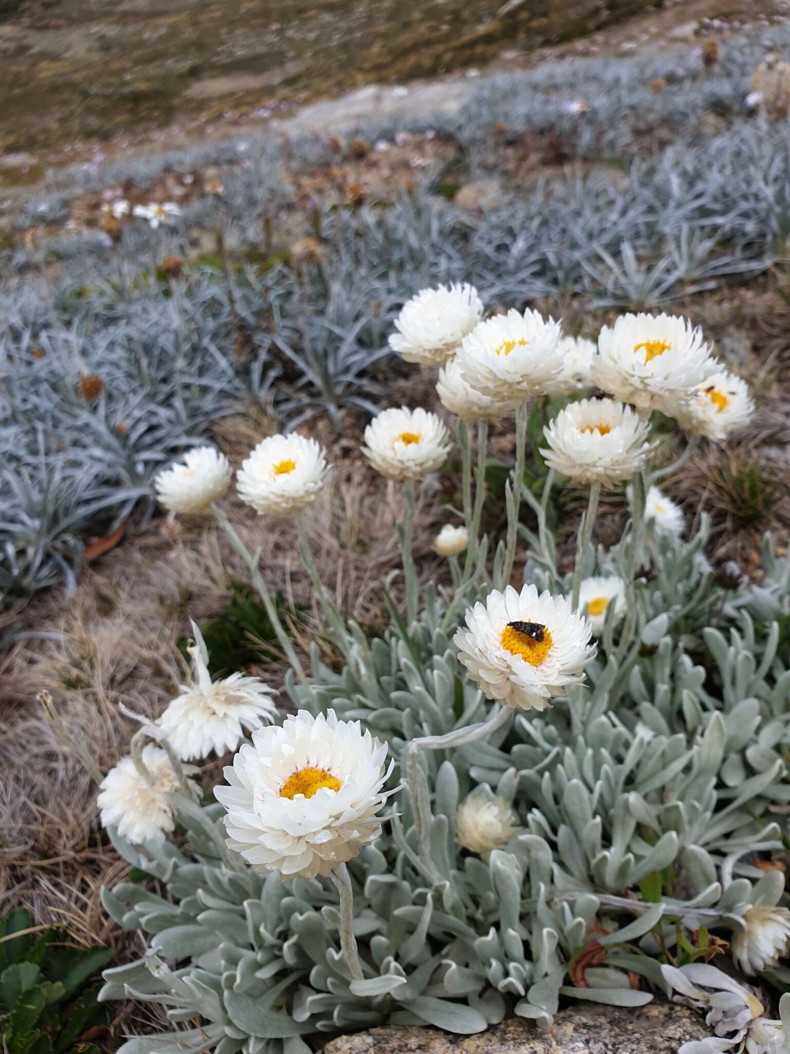 Image of Leucochrysum alpinum (F. Müll.) R. J. Dennis & N. G. Walsh