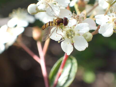 Image of Common Oblique Syrphid