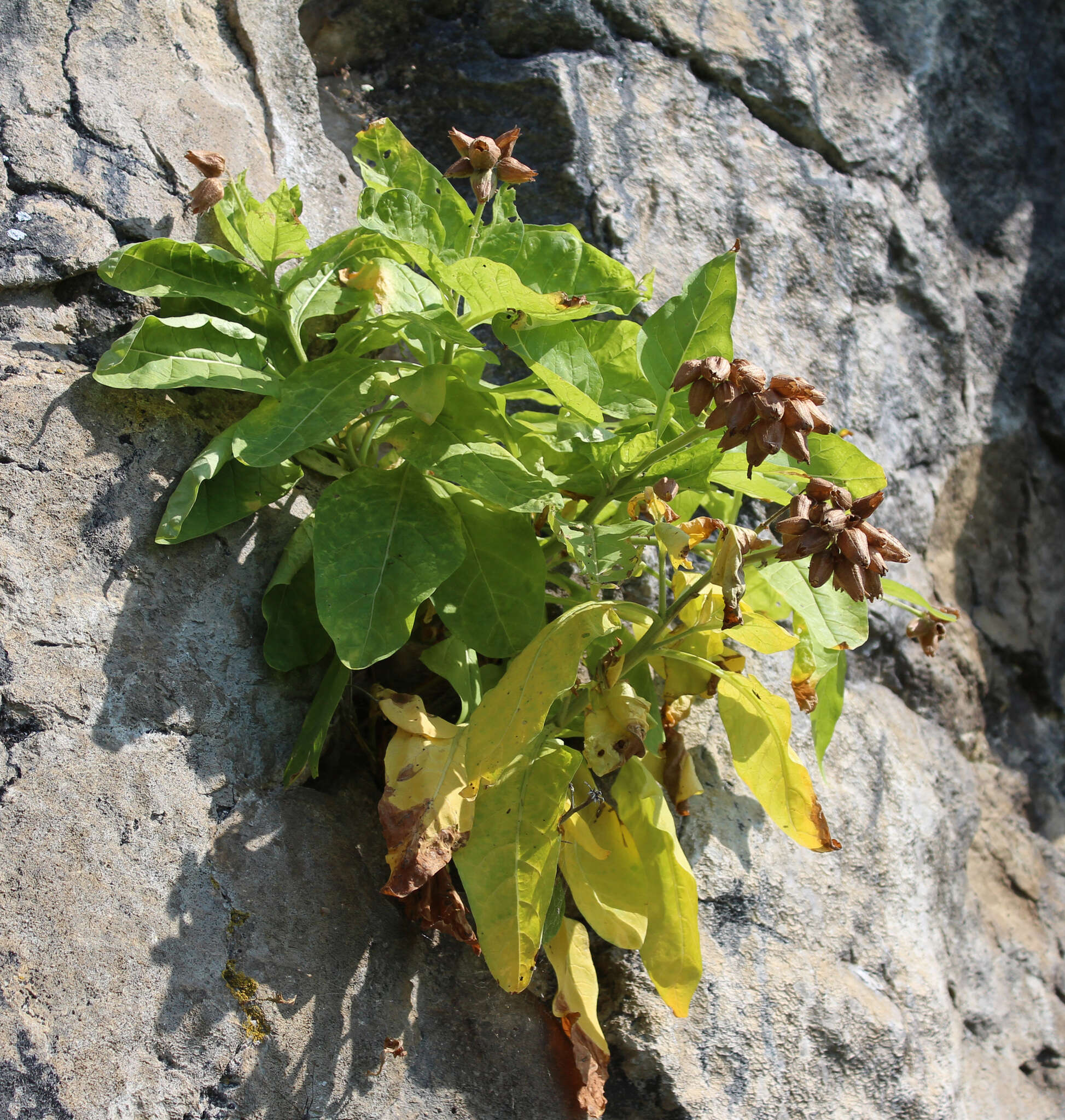 Image of Physochlaina orientalis (M. Bieb.) G. Don