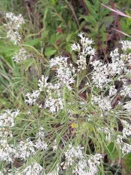 Image of hyssopleaf thoroughwort