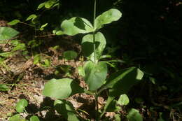 Image of Silene viridiflora L.