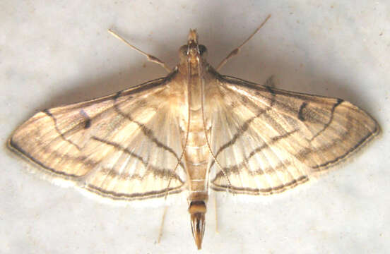 Image of Marasmia trapezalis