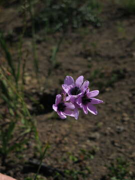 Image of Ixia superba J. C. Manning & Goldblatt