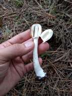 Image of Lepiota rubrotinctoides Murrill 1912