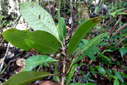 Image of Coffea richardii J.-F. Leroy