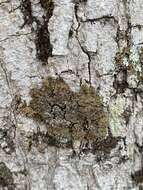 Image of frosted lichen