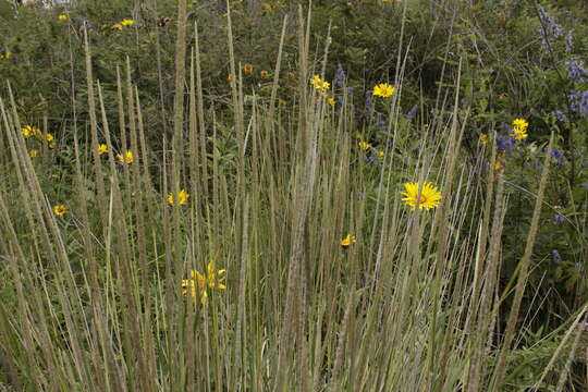 Imagem de Muhlenbergia macroura (Kunth) Hitchc.