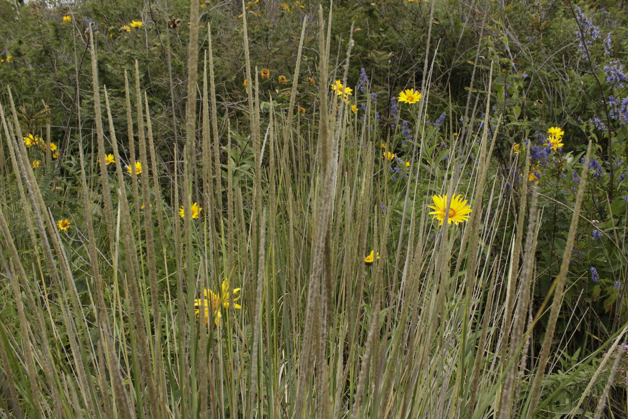 Plancia ëd Muhlenbergia macroura (Kunth) Hitchc.