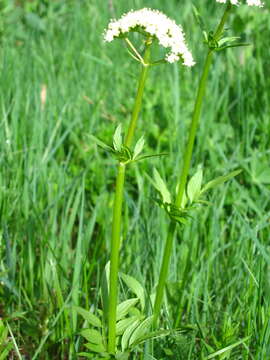 Image of western valerian