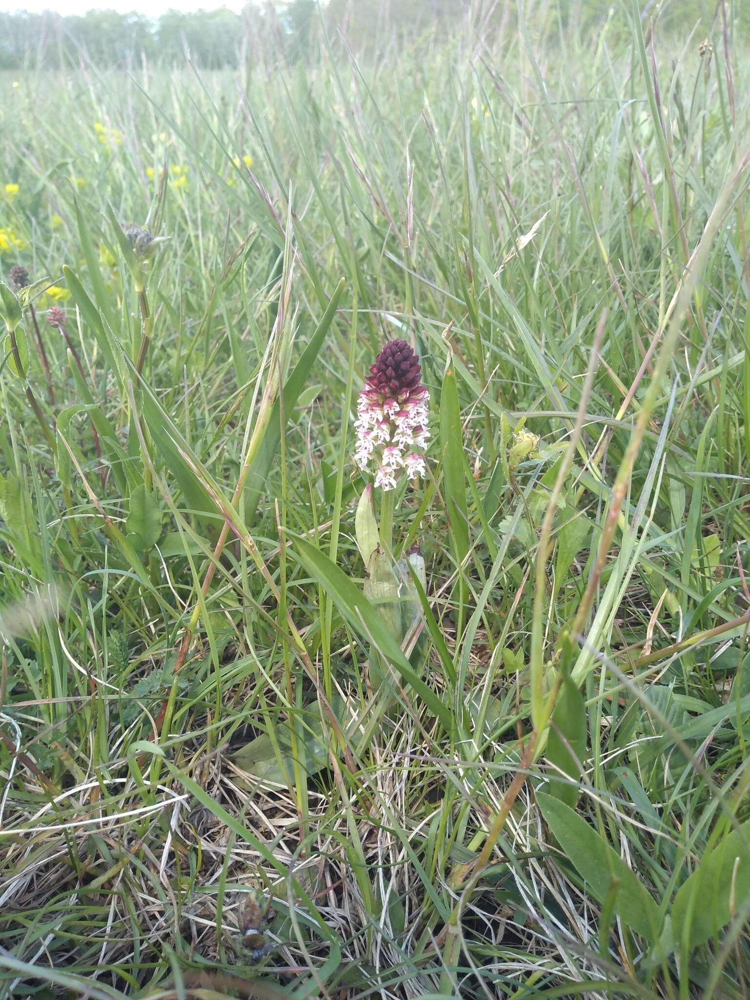 Image of Neotinea ustulata var. ustulata