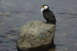 Image of Dwarf cormorants