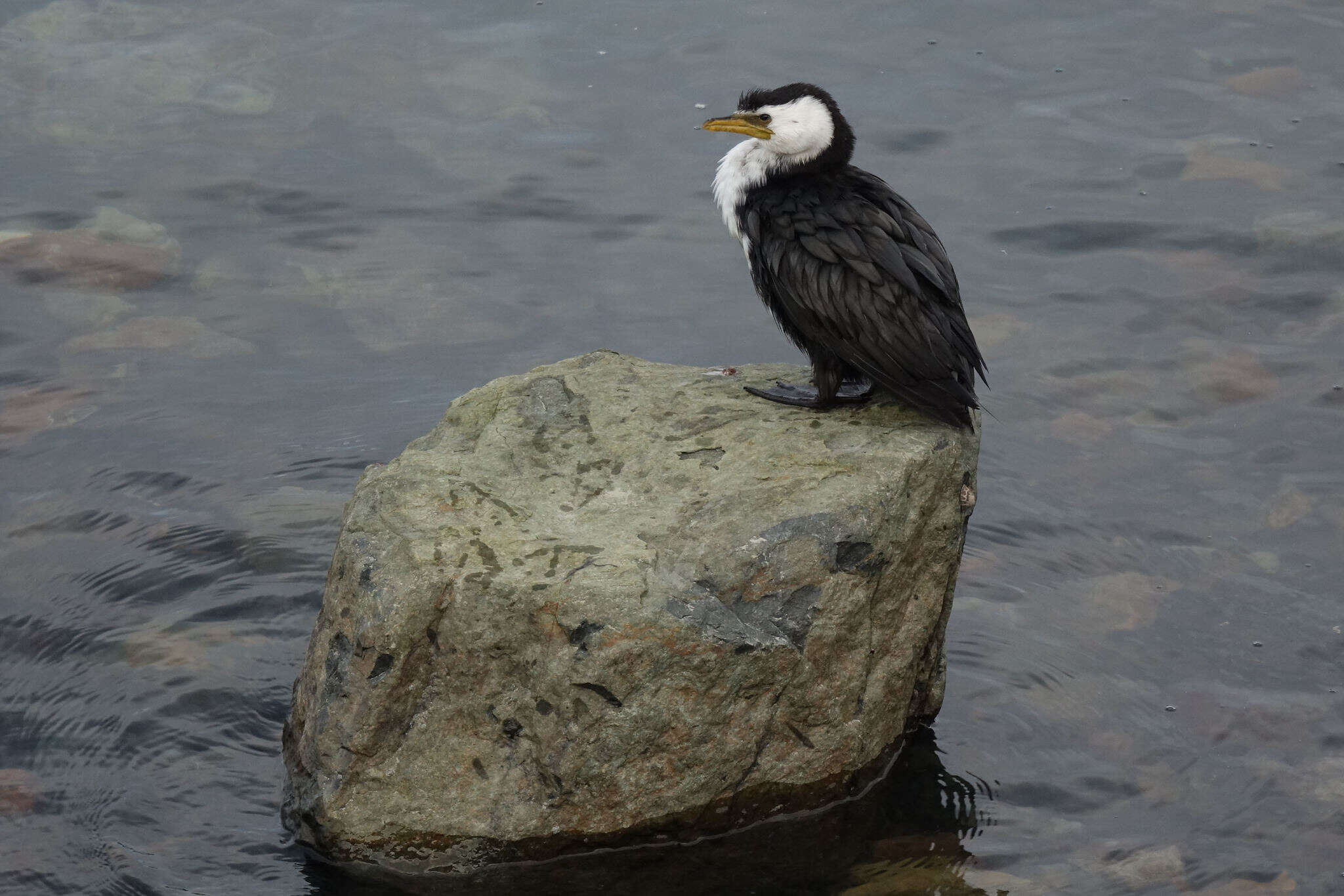 Image of Dwarf cormorants