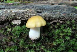 Image of Entoloma bicolor Murrill 1917