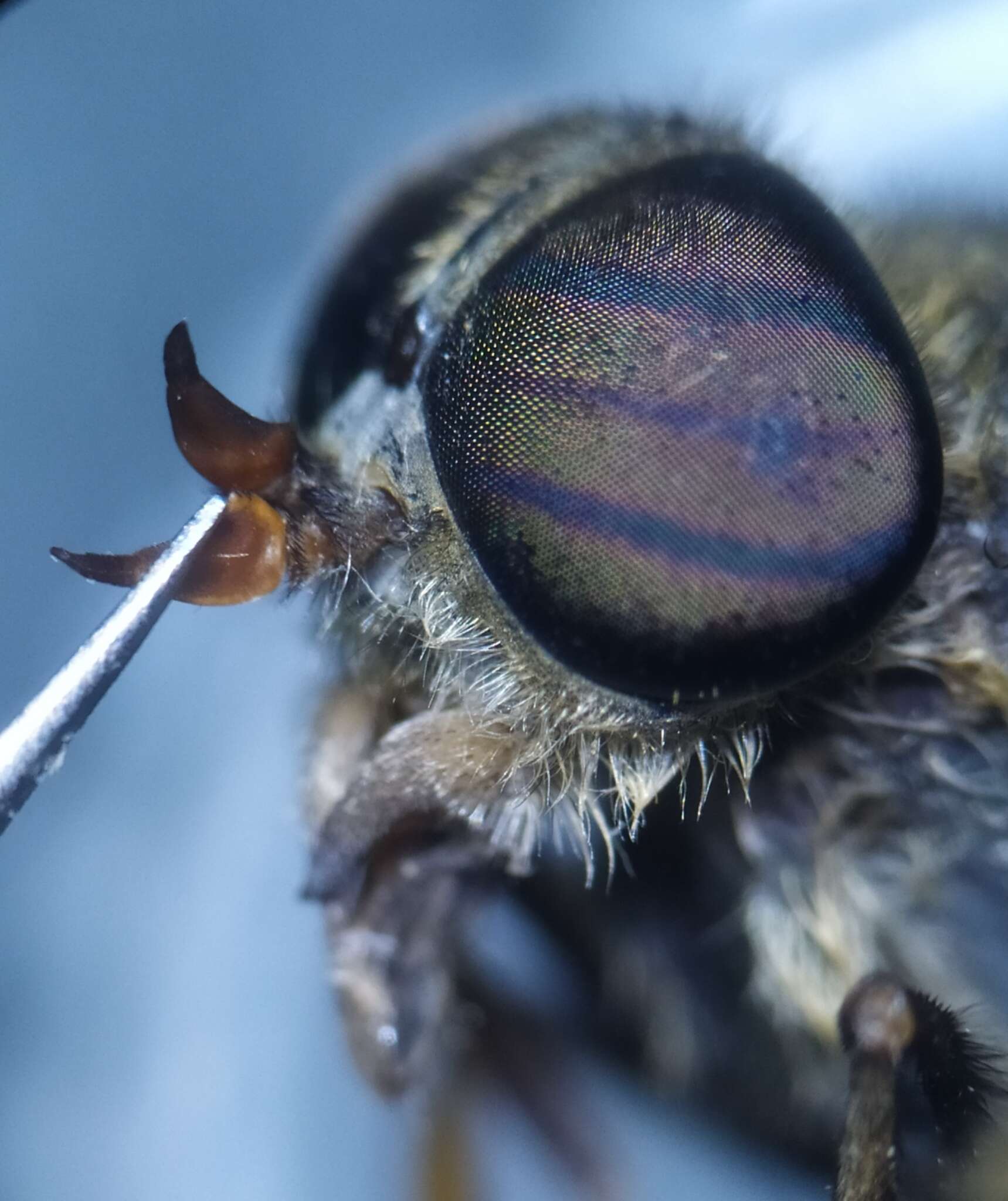 صورة Hybomitra distinguenda (Verrall 1909)