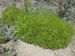 Plancia ëd Galium andrewsii subsp. gatense (Dempster) Dempster & Stebbins